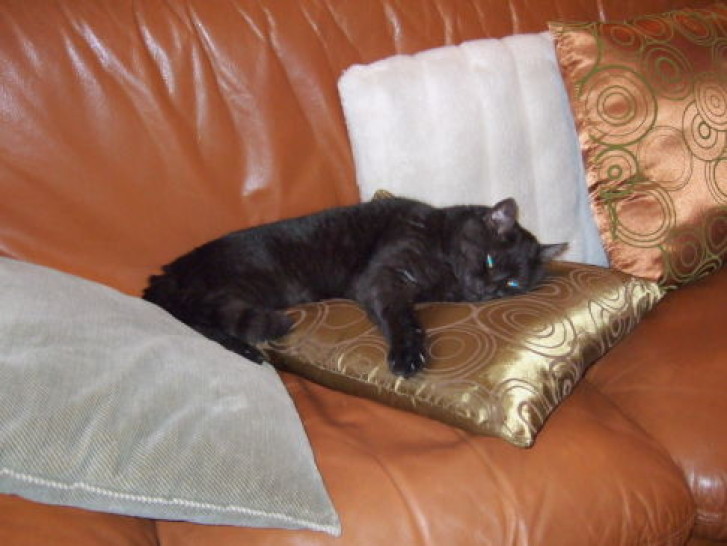 Picture of a cat / kitten / feline