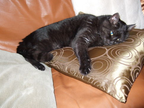 Picture of a cat / kitten / feline