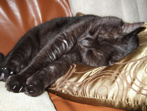 Picture of a cat / kitten / feline