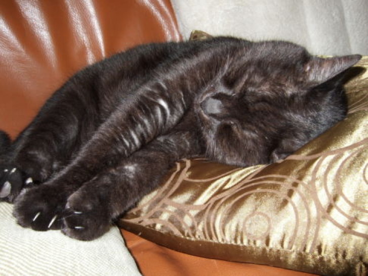 Picture of a cat / kitten / feline