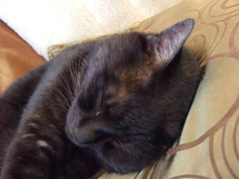 Picture of a cat / kitten / feline