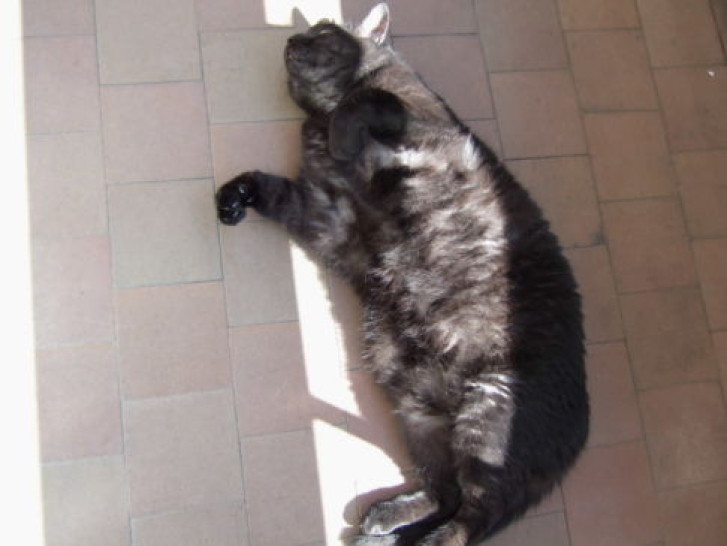 Picture of a cat / kitten / feline