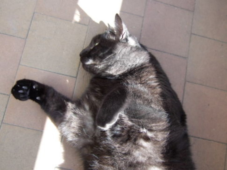 Picture of a cat / kitten / feline