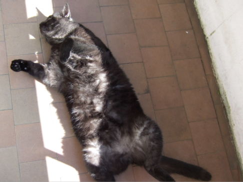 Picture of a cat / kitten / feline