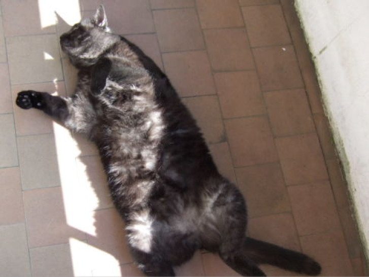 Picture of a cat / kitten / feline