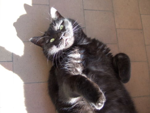 Picture of a cat / kitten / feline