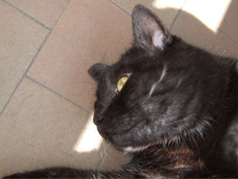 Picture of a cat / kitten / feline