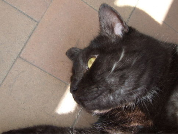 Picture of a cat / kitten / feline