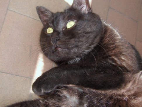 Picture of a cat / kitten / feline