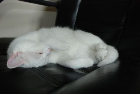 Picture of a cat / kitten / feline