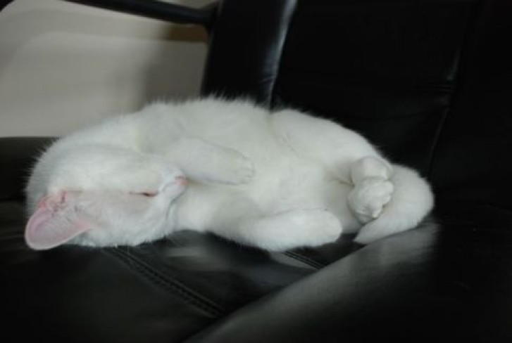 Picture of a cat / kitten / feline