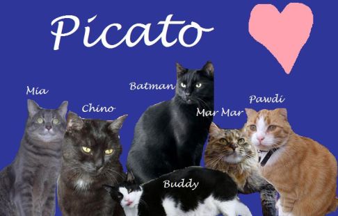 Picture of a cat / kitten / feline