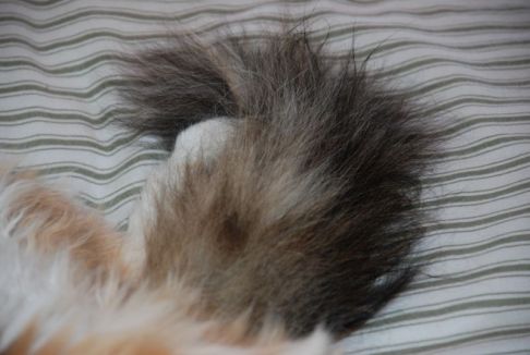 Picture of a cat / kitten / feline