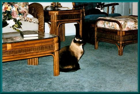 Picture of a cat / kitten / feline