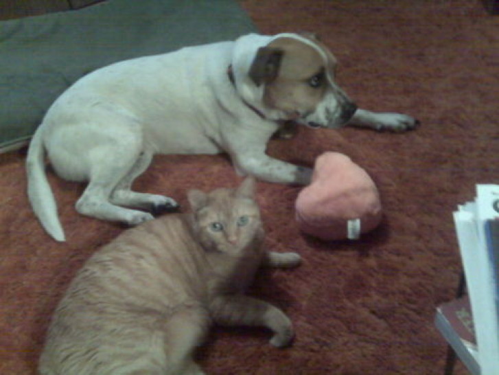 Picture of a cat / kitten / feline