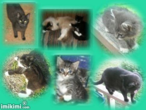 Picture of a cat / kitten / feline