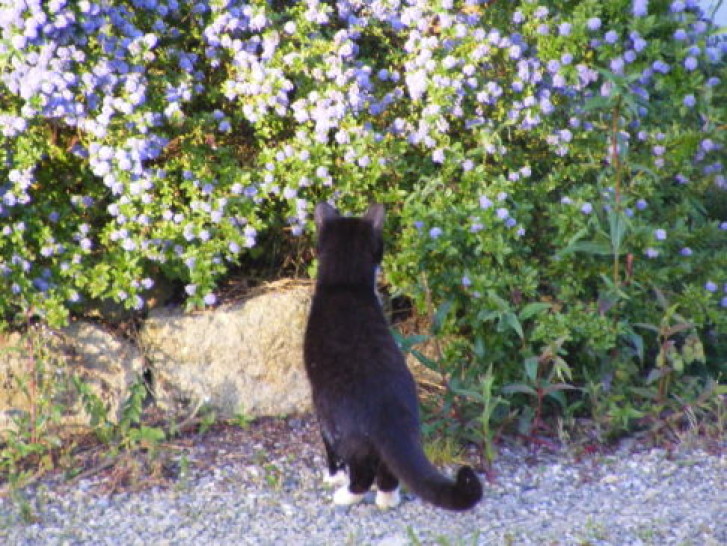 Picture of a cat / kitten / feline