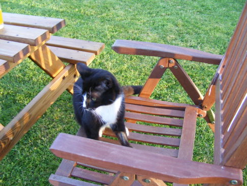 Picture of a cat / kitten / feline