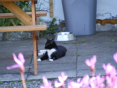 Picture of a cat / kitten / feline