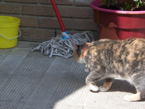 Picture of a cat / kitten / feline