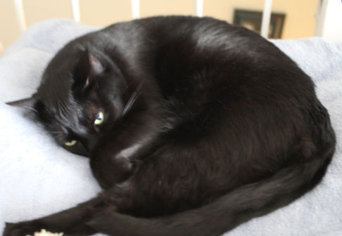 Picture of a cat / kitten / feline