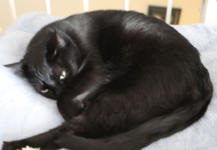 Picture of a cat / kitten / feline