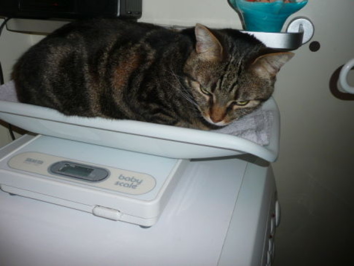 Picture of a cat / kitten / feline