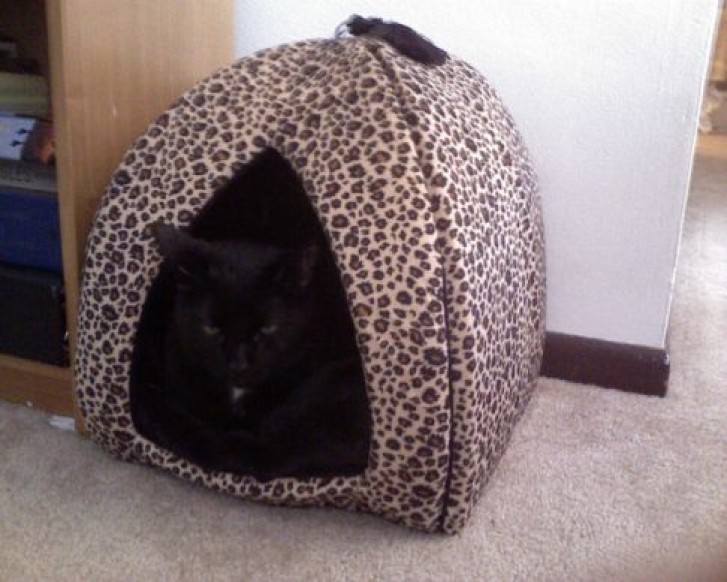 Picture of a cat / kitten / feline