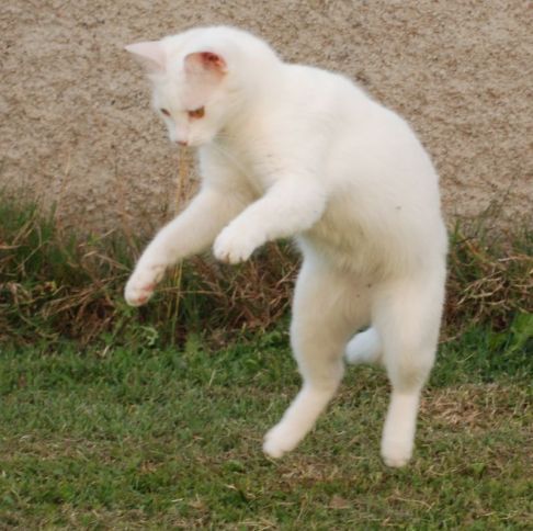 Picture of a cat / kitten / feline