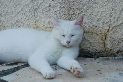 Picture of a cat / kitten / feline