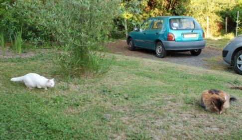 Picture of a cat / kitten / feline