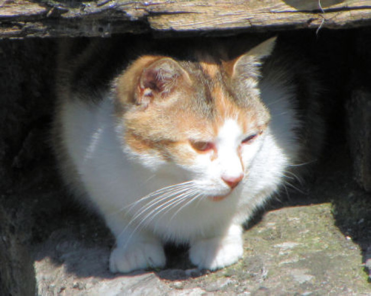 Picture of a cat / kitten / feline