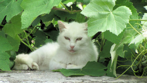 Picture of a cat / kitten / feline