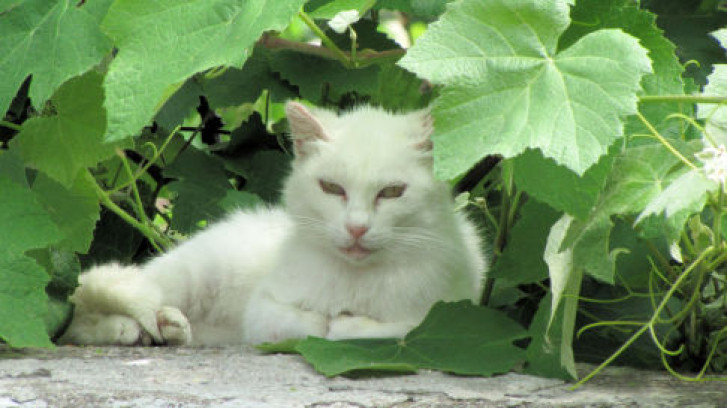 Picture of a cat / kitten / feline