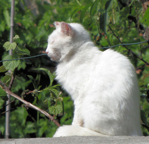 Picture of a cat / kitten / feline