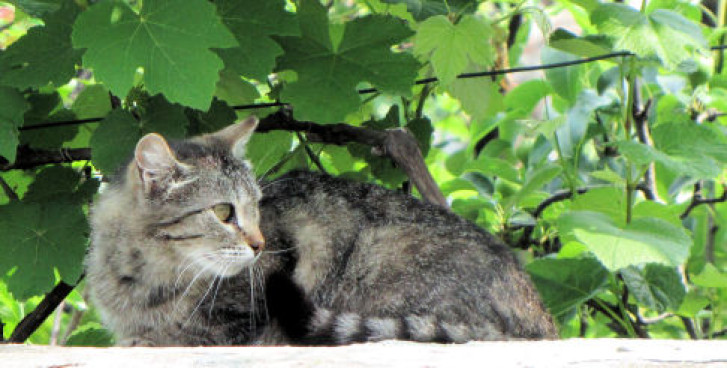 Picture of a cat / kitten / feline