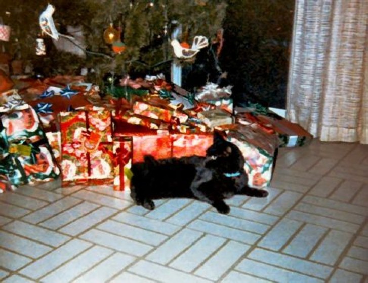 Picture of a cat / kitten / feline