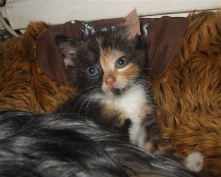 Picture of a cat / kitten / feline