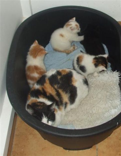 Picture of a cat / kitten / feline