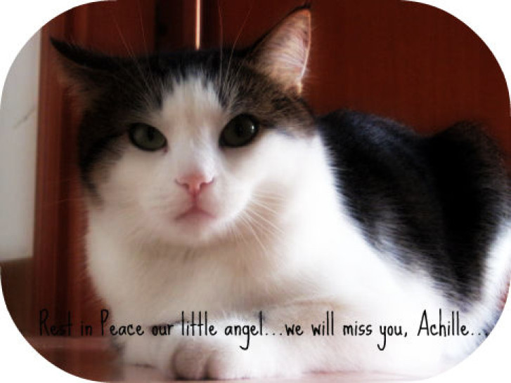 Picture of a cat / kitten / feline