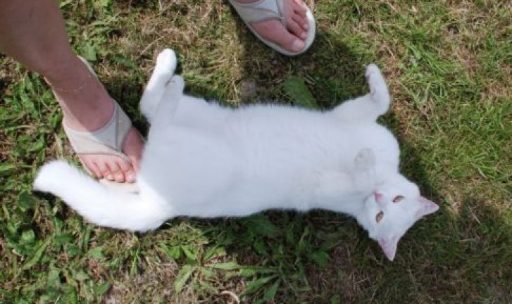 Picture of a cat / kitten / feline