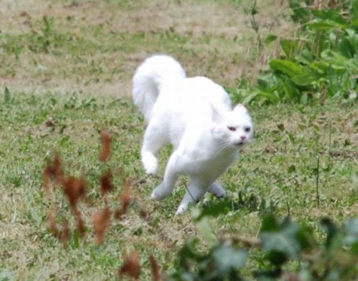 Picture of a cat / kitten / feline