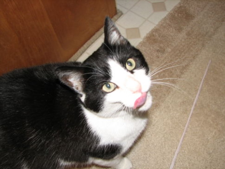 Picture of a cat / kitten / feline