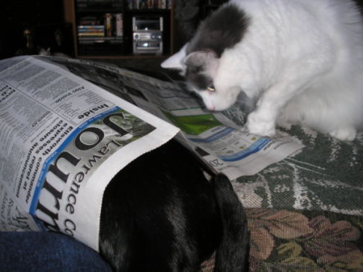 Picture of a cat / kitten / feline