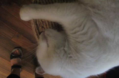 Picture of a cat / kitten / feline