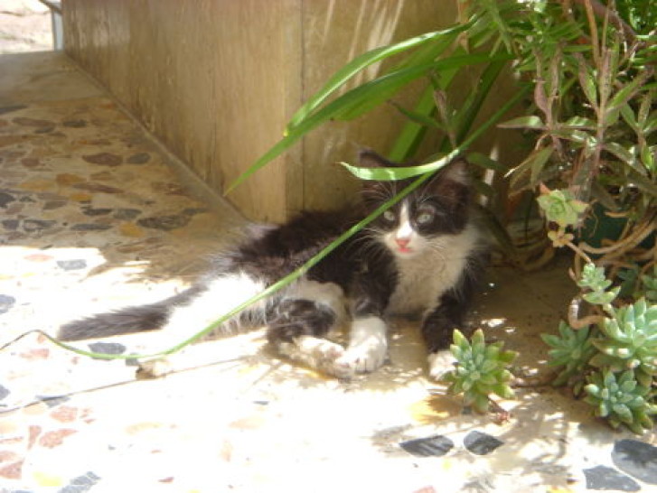 Picture of a cat / kitten / feline