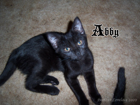 Picture of a cat / kitten / feline