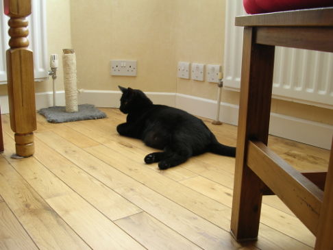 Picture of a cat / kitten / feline