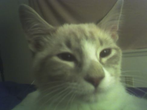 Picture of a cat / kitten / feline