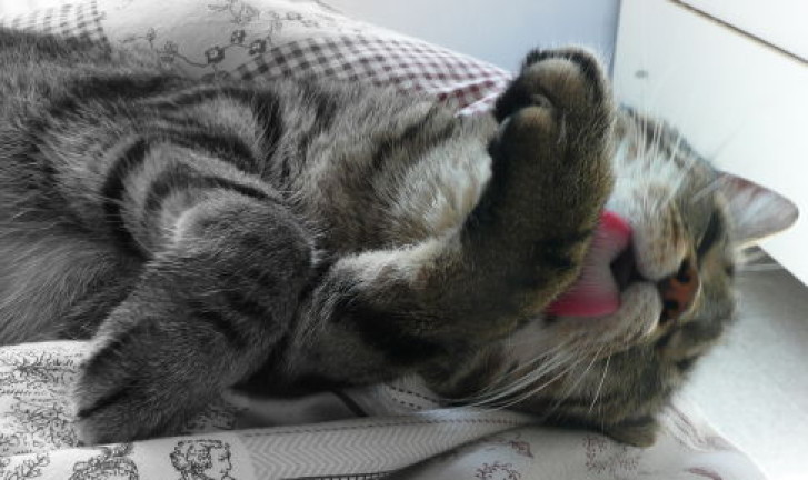 Picture of a cat / kitten / feline